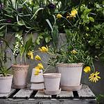 Helena kruka i terrakotta från Bergs Potter, fylld med gula blommor och liljekonvaljer, placerad på en trähylla utomhus.