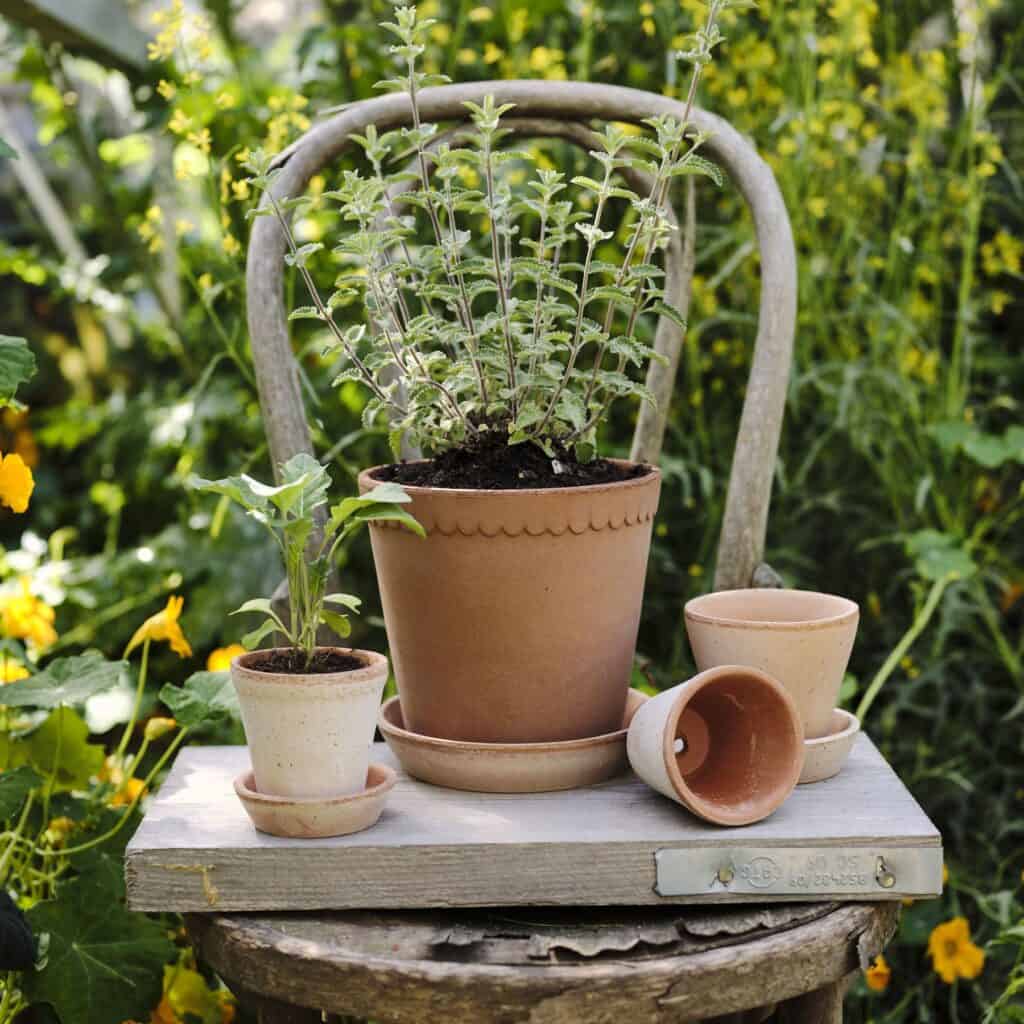 Helena kruka i terrakotta från Bergs Potter, planterad med olika örter, stående på en gammal stol i en grönskande trädgård.