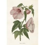 Poster Hibiscus Sköna Ting