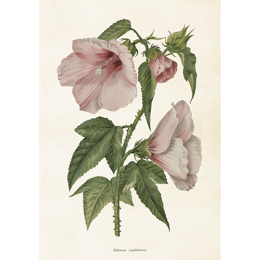 Poster Hibiscus Sköna Ting
