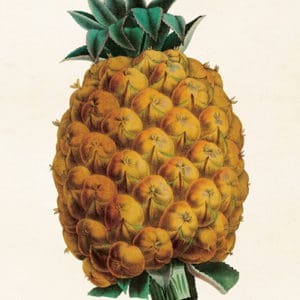 Vintage poster ananas, 18x24cm