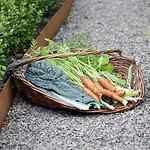 Traditionell skördekorg Iris från Strömshaga placerad på en grusgång bredvid en köksträdgård, fylld med nyskördade morötter och gröna bladgrönsaker.