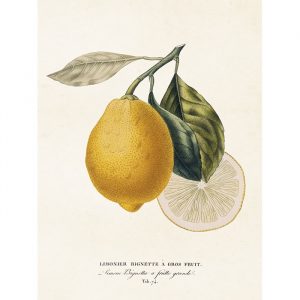 vintage poster CITRON Sköna Ting