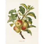 vintage poster ÄPPLE Sköna Ting