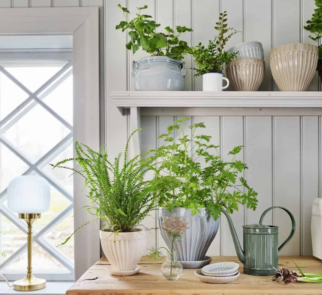 Flera gröna växter i krukor av olika former och färger dekorerar ett träbord och en hylla, tillsammans med en grön vattenkanna och en elegant bordslampa – ett inspirerande exempel på hur du kan dekorera med växter för att ge hemmet liv och energi.