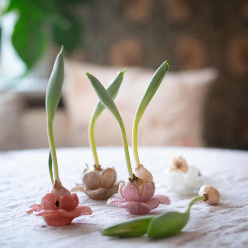 Dekorationsblommor i glas i olika färger används som kreativa hållare för spirande lökar. En vacker och stilfull inredningsdetalj på ett dukat bord.