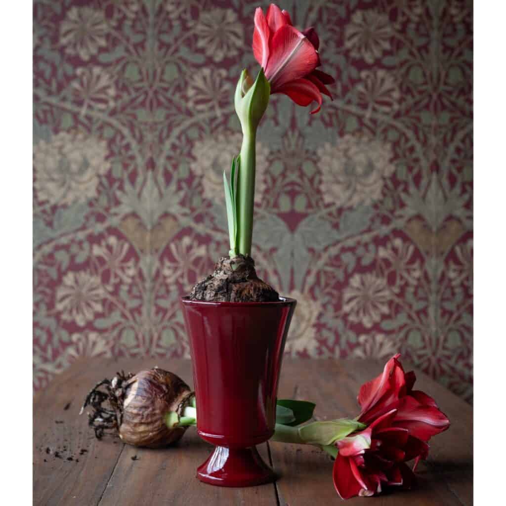 Röd glaserad Meryl-kruka med blommande amaryllis på träbord – Hemlängtan