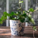 Ulrika kruka i stengods med blått blommönster, planterad med murgröna på träbord