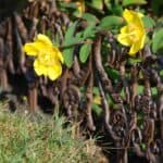 Ornamenterat kantskydd i gjutjärn som avgränsar rabatt med gula blommor i trädgården