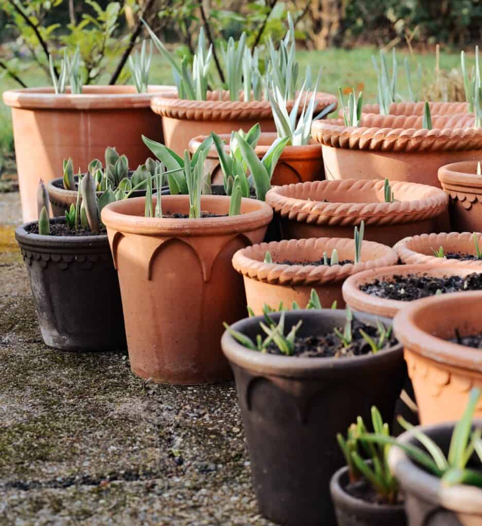 Narcisser som planteras i terrakottakrukor med jord och lökar i olika krukor