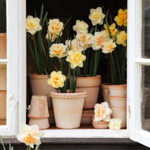 Vackra krukor i terrakotta fyllda med vårblommor.